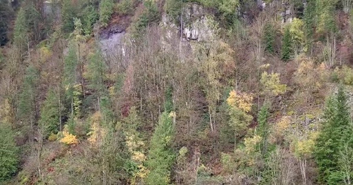 Due cuccioli abbandonati di San Bernardo bloccati sulla scogliera, salvati dopo giorni di paura