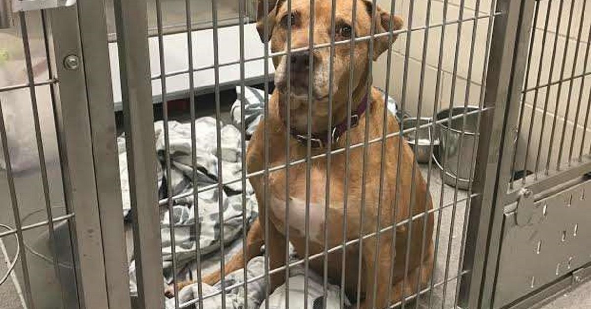 Famiglia promette di riprendersi il cane perduto, ma nessuno si è mai presentato