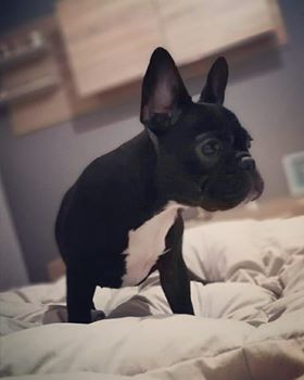 frenchie