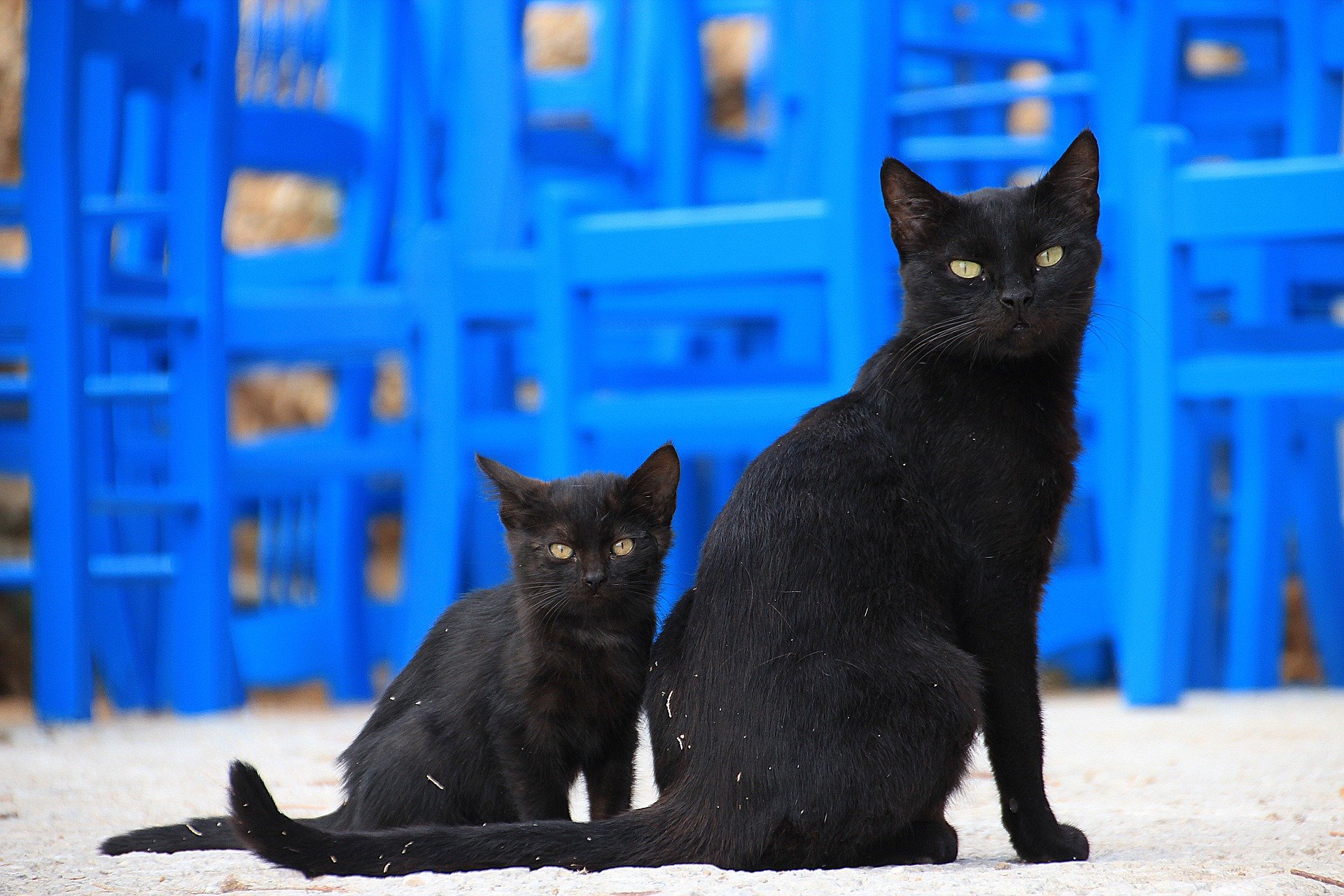 Giornata mondiale del gatto nero, porta fortuna o sfortuna?