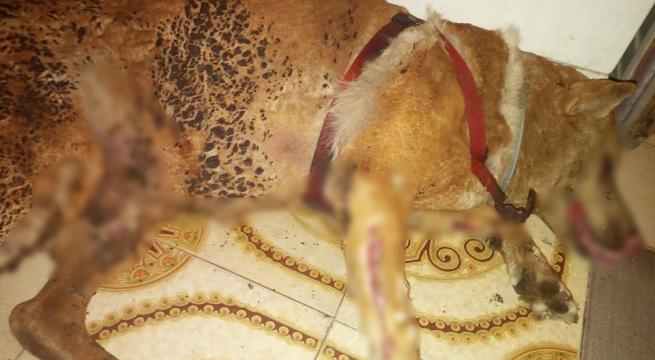 Abbaiava troppo, cane legato e bruciato vivo: è vivo per miracolo