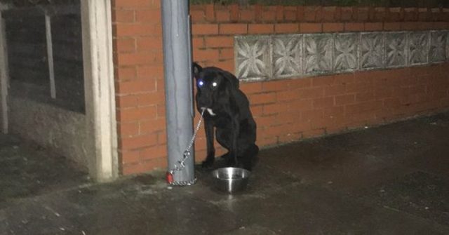 il-cane-abbandonato-di-birmingham