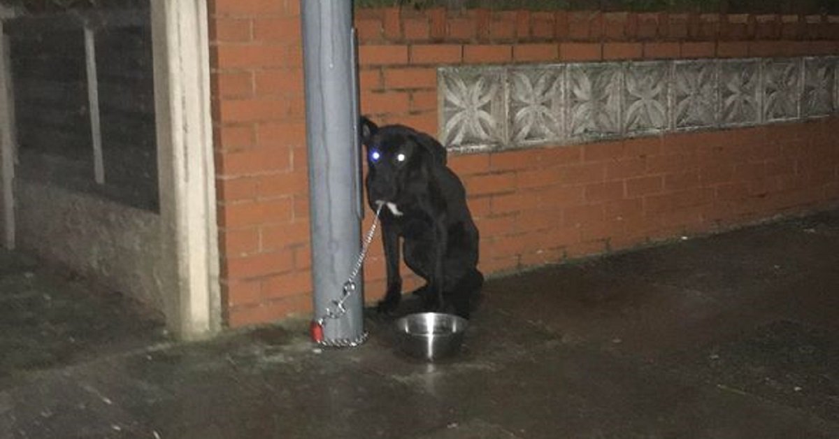 Il cane abbandonato di Birmingham