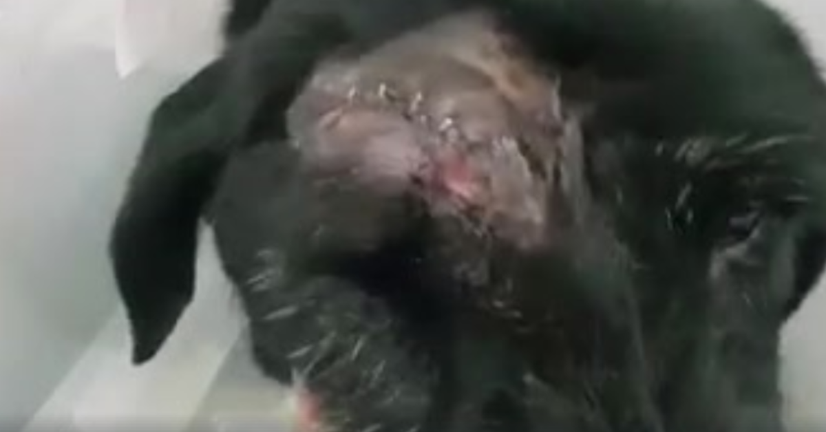 Trovano un cane con un buco in testa e scoprono che non è un buco ma
