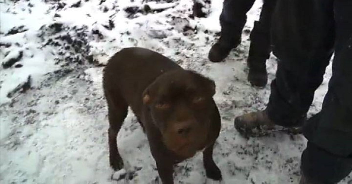 Il cane sveglia i padroni poco prima che la casa andasse a fuoco completamente