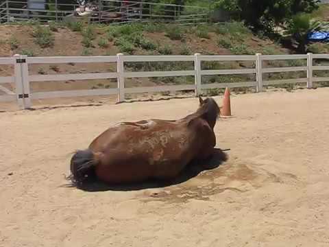 il-video-del-cavallo-e-della-sua-divertente-fuoriuscita