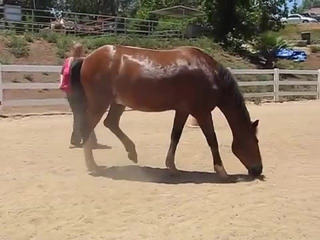 il-video-del-cavallo-e-della-sua-divertente-fuoriuscita1