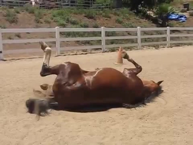 il-video-del-cavallo-e-della-sua-divertente-fuoriuscita2