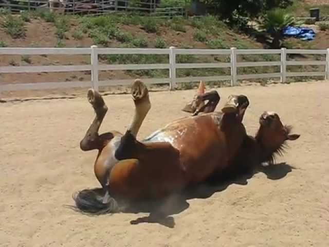 il-video-del-cavallo-e-della-sua-divertente-fuoriuscita3