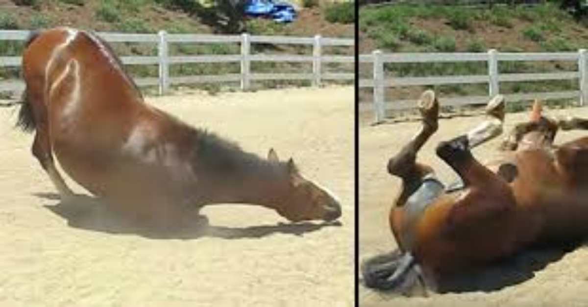 Il video del cavallo e della sua divertente “fuoriuscita”