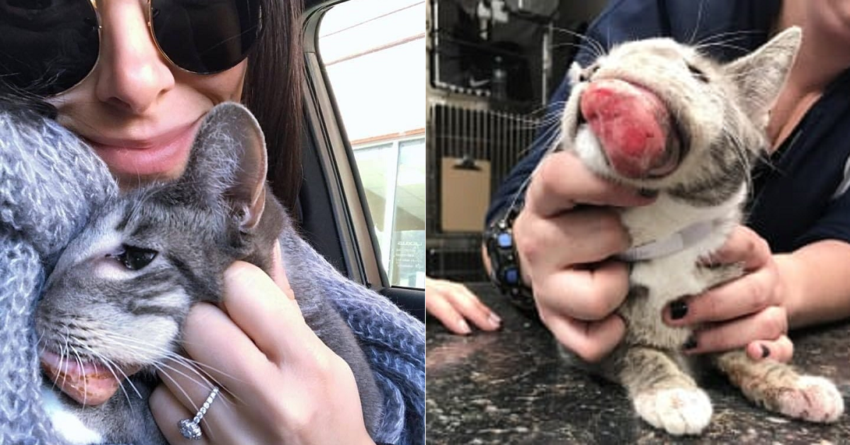 Keta, la gattina con la faccia deformata