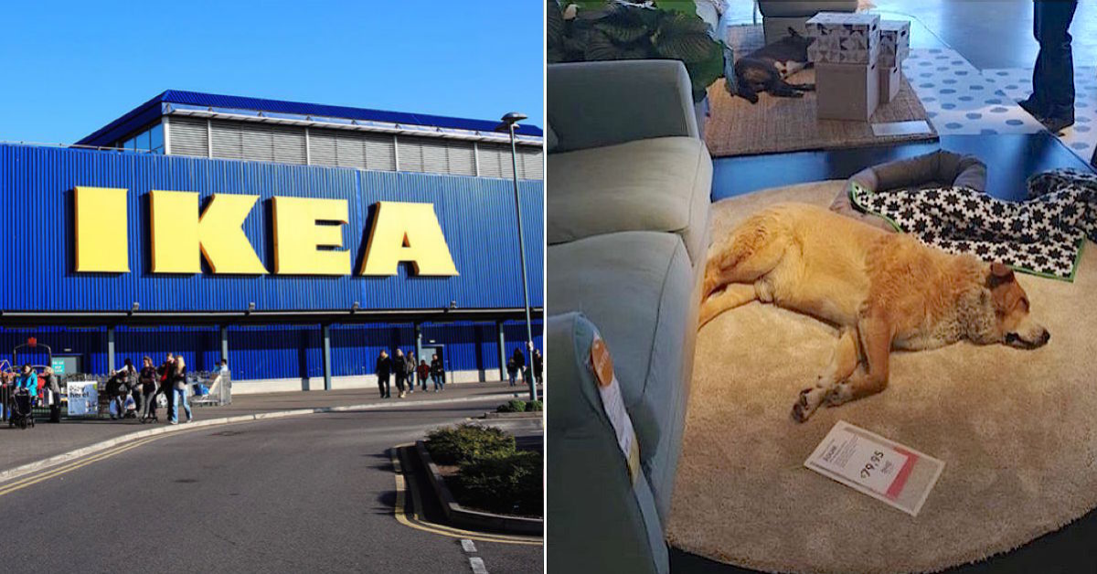 La meravigliosa iniziativa dell’Ikea di Catania, verso i cani randagi