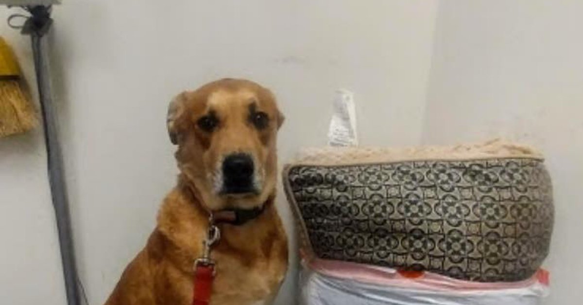 Wall-E, il cucciolo di Labrador abbandonato con i suoi giocattoli e il suo lettino
