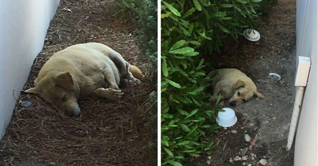 larry-il-cane-abbandonato-nel-cortile