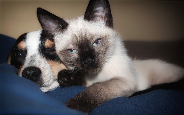 Malattie trasmissibili tra cane e gatto: quali sono e come riconoscerle