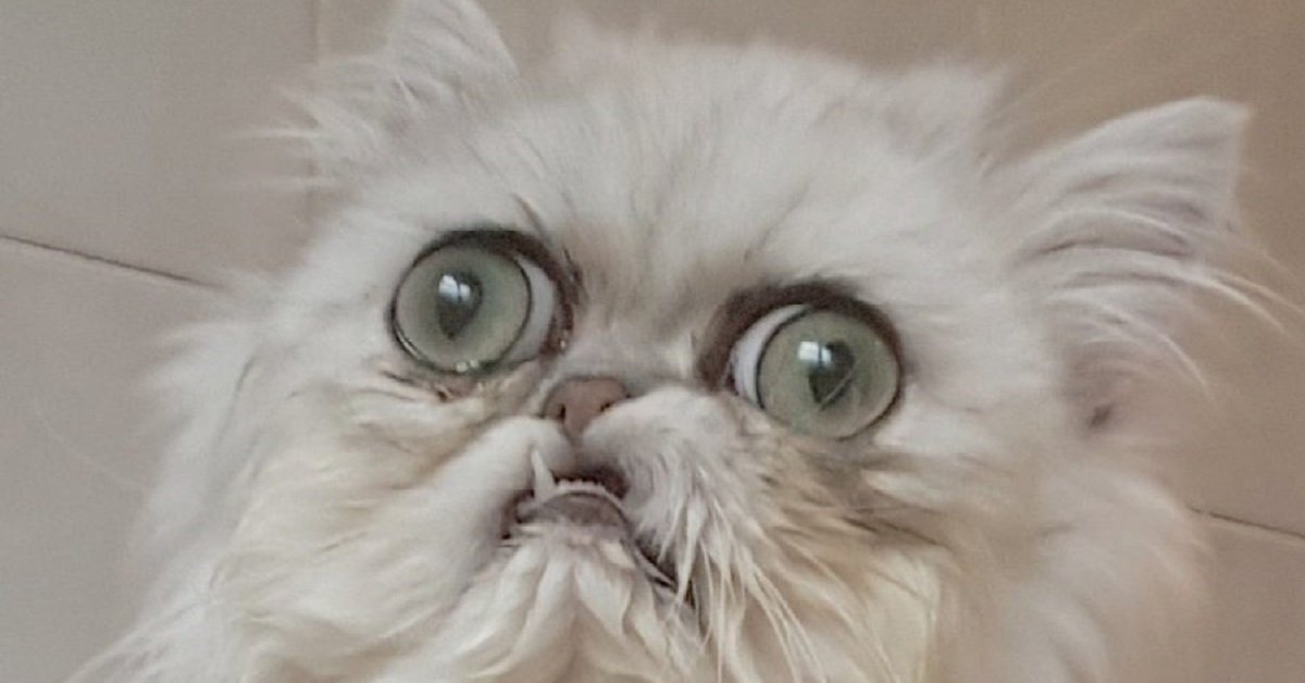 Non potrete non innamorarvi di Wilfred il gatto guerriero
