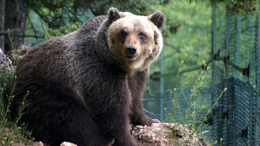 orso marsicano