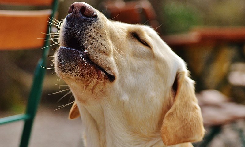 Perchè i cani ululano?