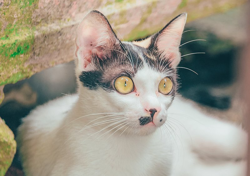 Perchè i gatti fanno i bisogni fuori dalla lettiera?