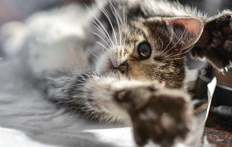 Perché il gatto fa la pasta (e il pane)?