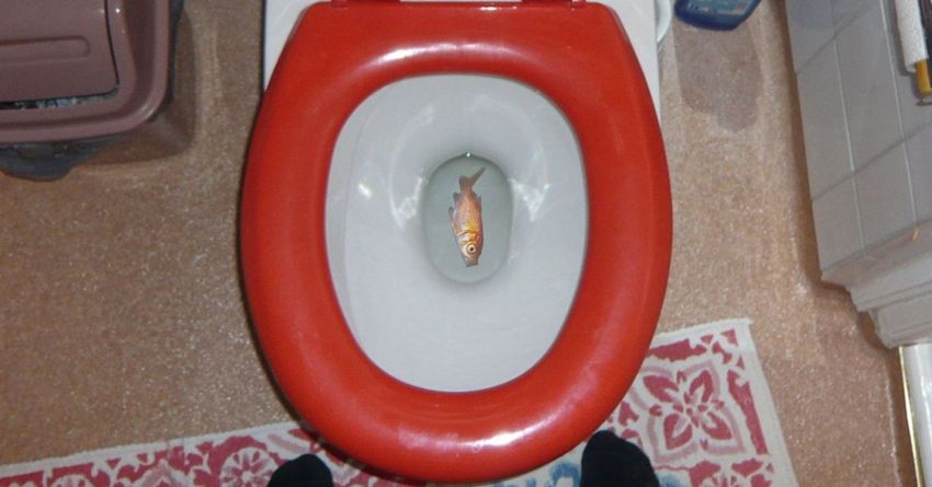 buttare un pesce morto o vivo nel water