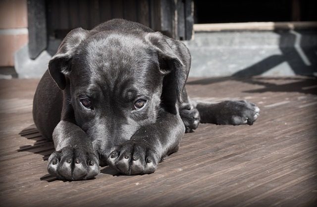 Come-capire-se-il-cane-è-triste