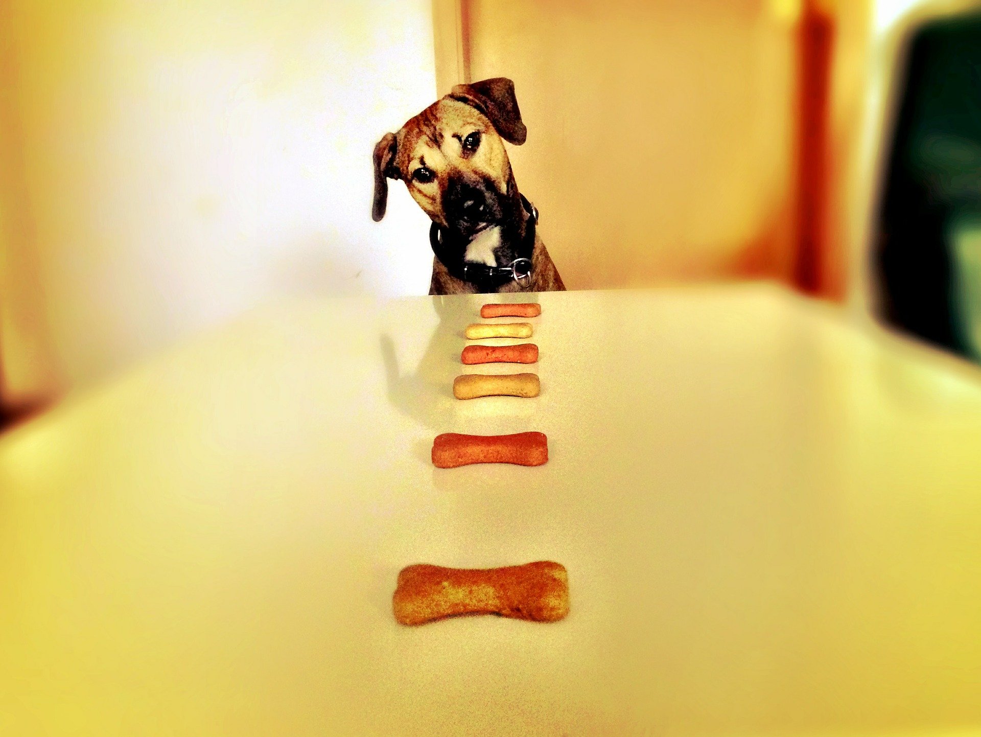 Pet food, le aziende più social