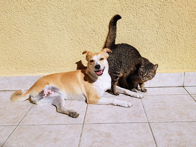 malattie-trasmissibili-tra-cane-e-gatto