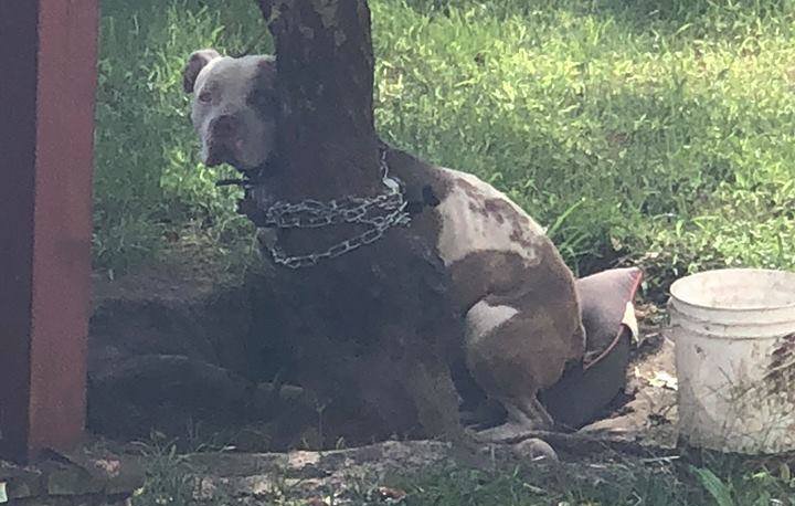 Pitbull legato a un albero per diversi giorni, salvato da una volontaria