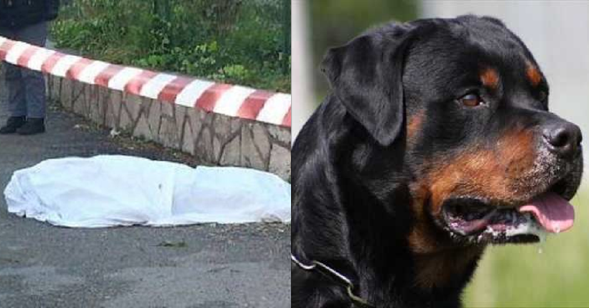 E’ accaduto in Puglia, i parenti della vittima “Non è colpa dei cani!”