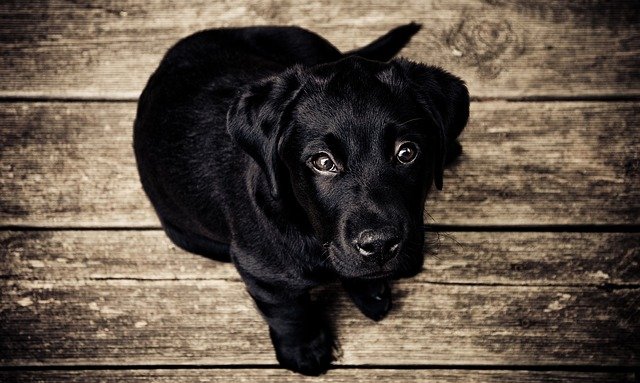 Perdita del pelo nel cane: cosa significa e come curarla