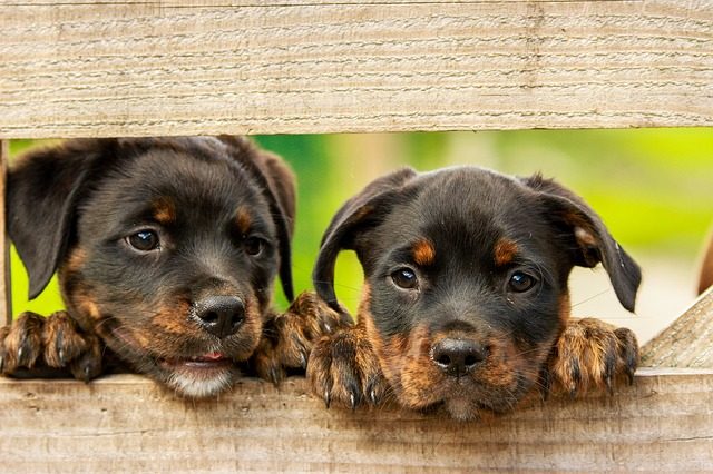 malattie-cuccioli-di-cane