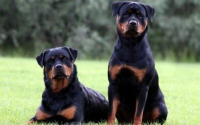 rottweiler-chihuahua