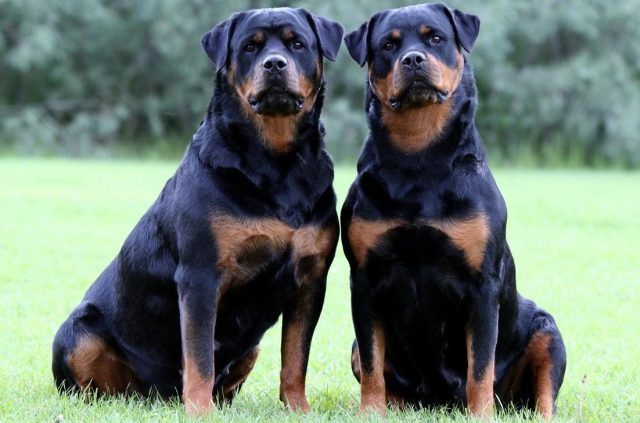 rottweiller