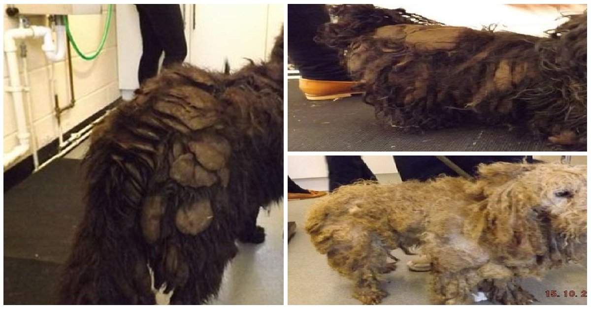 Salvati otto cani pietrificati dalla paura che non hanno mai visto la luce del sole
