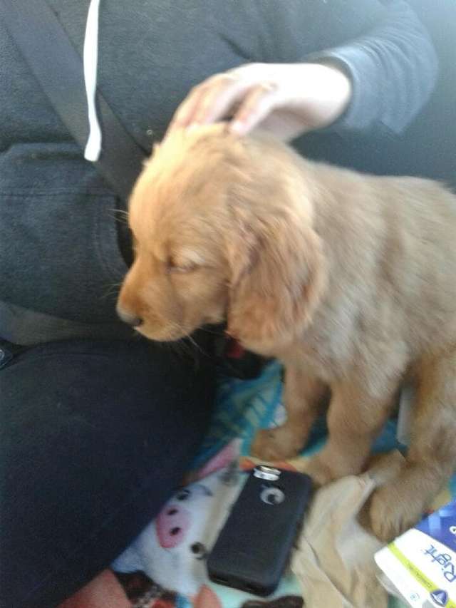 cucciolo di Golden Retriever