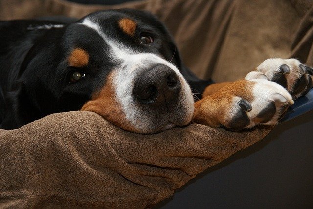 Malattie del cane anziano: come prevenirle e trattarle