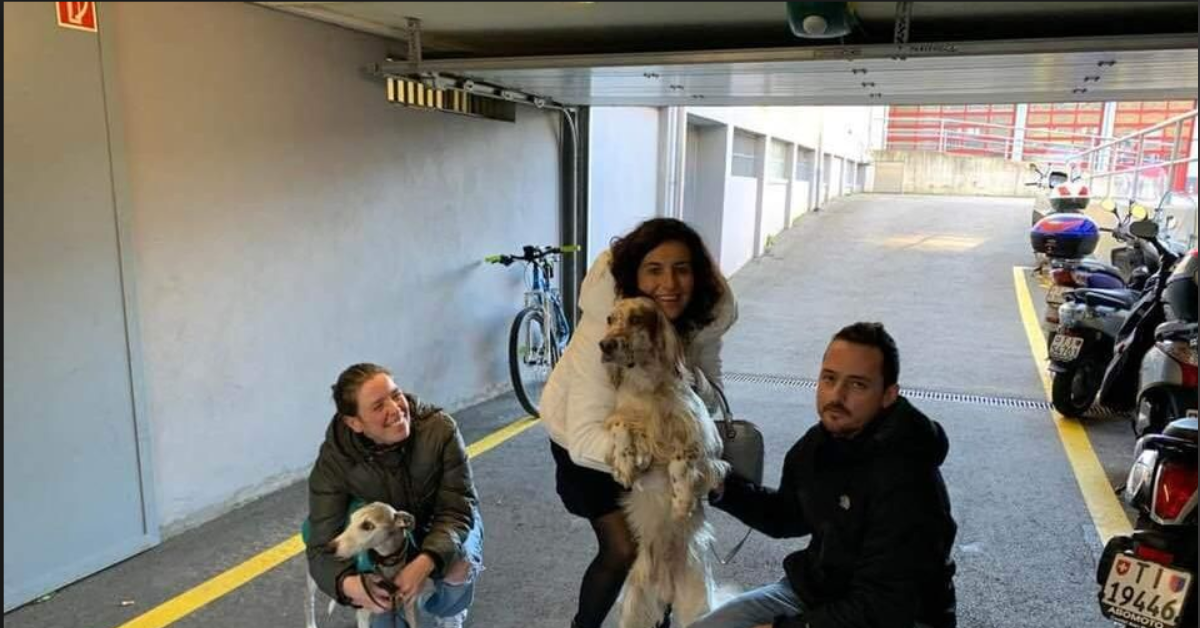 Il setter rapito a Venezia è stato ritrovato