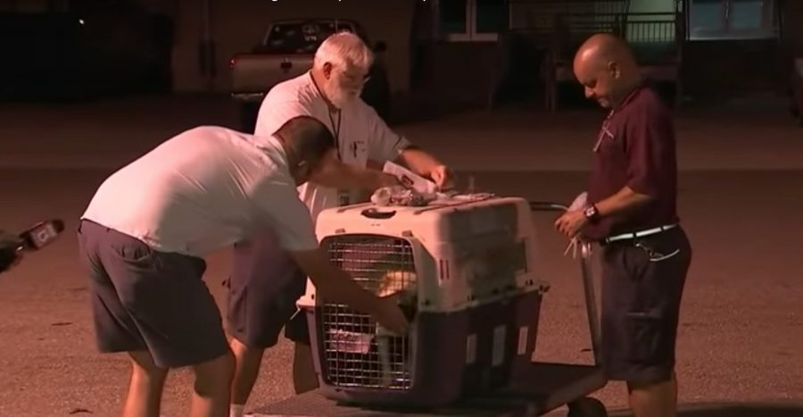 cane adottato da un soldato