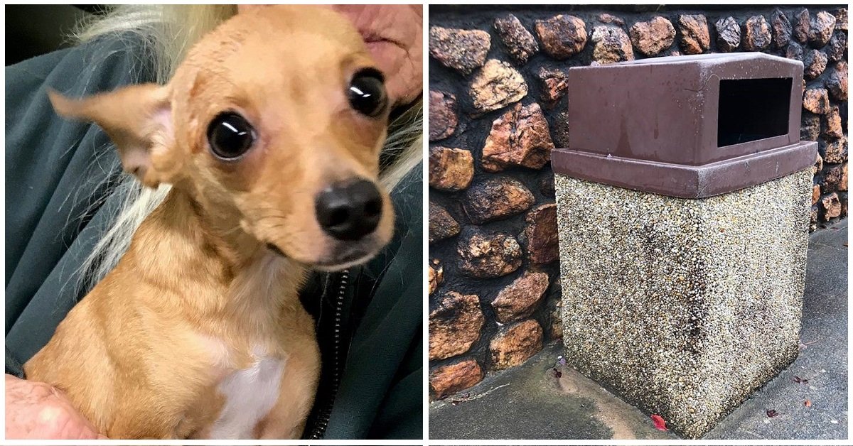 Sweet Caroline, il chihuahua gettato nell’immondizia