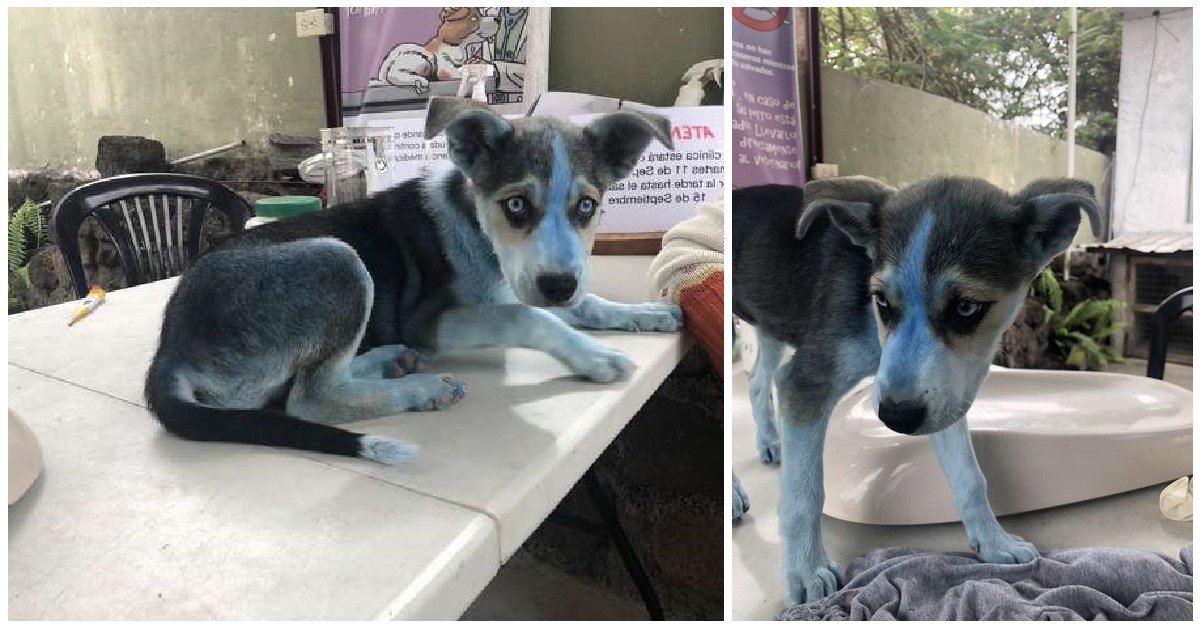 taylor-la-husky-blu
