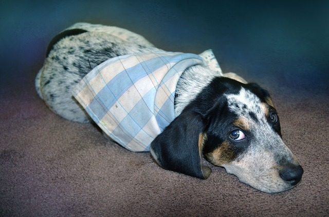 temperatura-corporea-cane