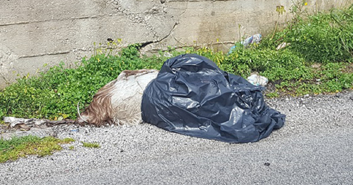 Arrestato a Trapani un giovane ventiseienne che ha procurato la morte di un randagio