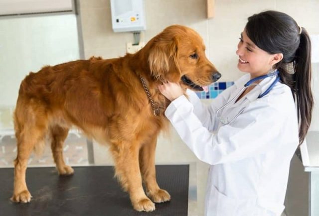 veterinario-rivela-cosa-fanno-i-cani-poco-prima-delleutanasia1