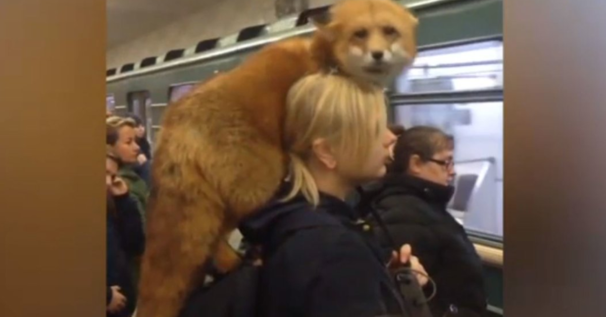 In metro con la volpe sulla spalla