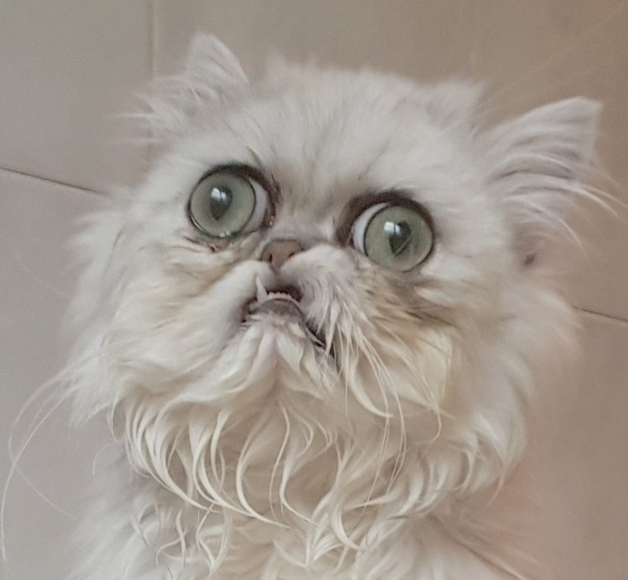 wilfred