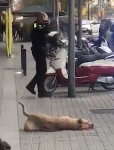 poliziotto-uccide-un-cane 4