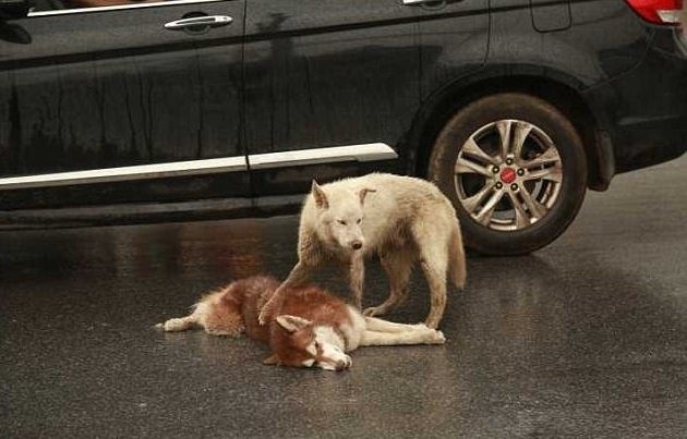 il-cane-che-non-lascia-il-suo-fratellino-a-quattro-zampe 3