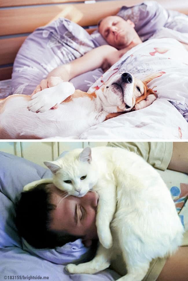 13 foto che dimostrano la differenza tra cani e gatti