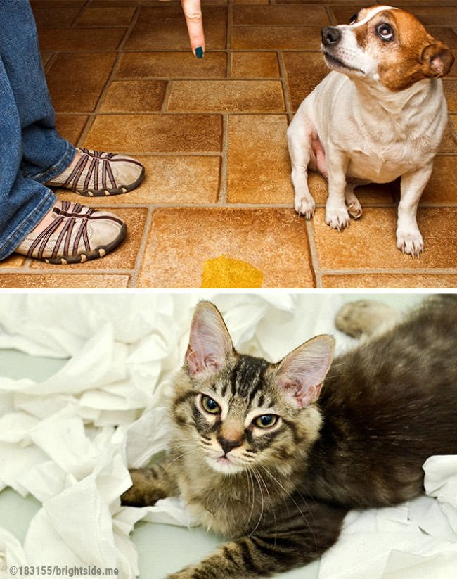 13 foto che dimostrano la differenza tra cani e gatti